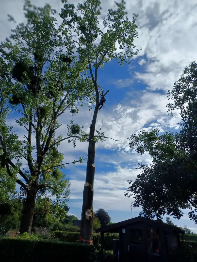 Élagage d'arbres
