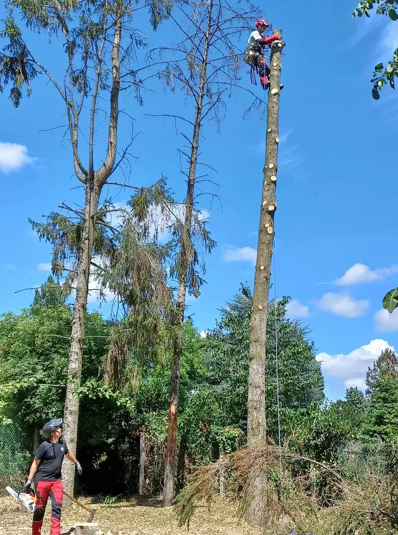Élagage d'arbres