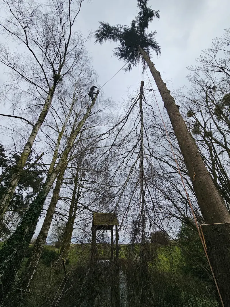 Élagage d'arbres