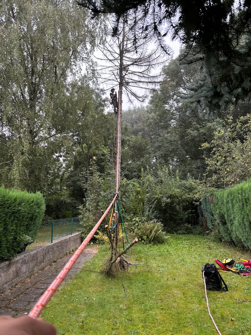 Abattage d'arbres