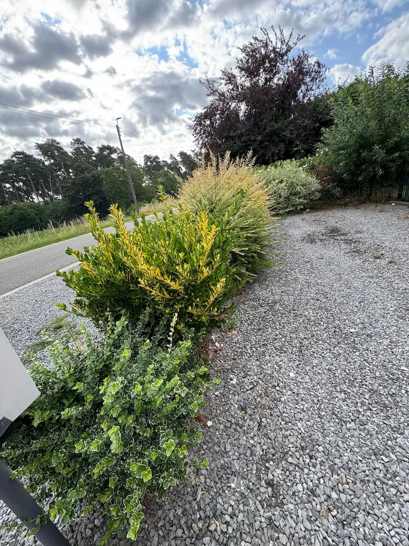 Taille de haie en façade - Avant