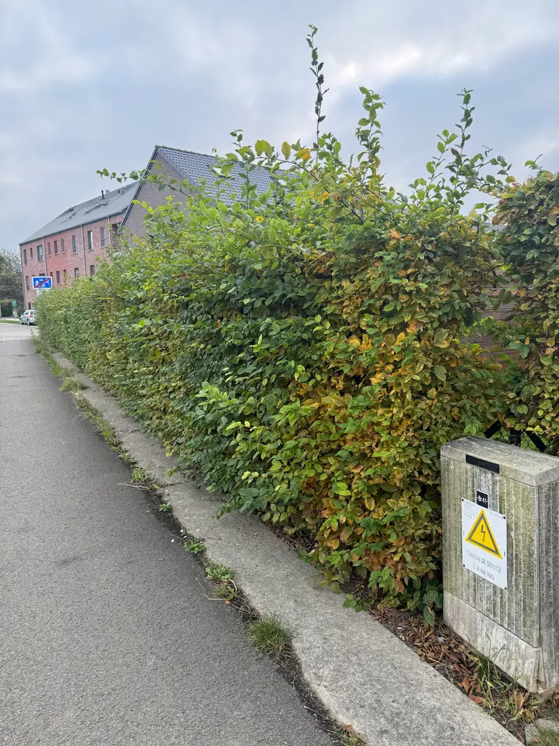 Taille de grande haie - Avant