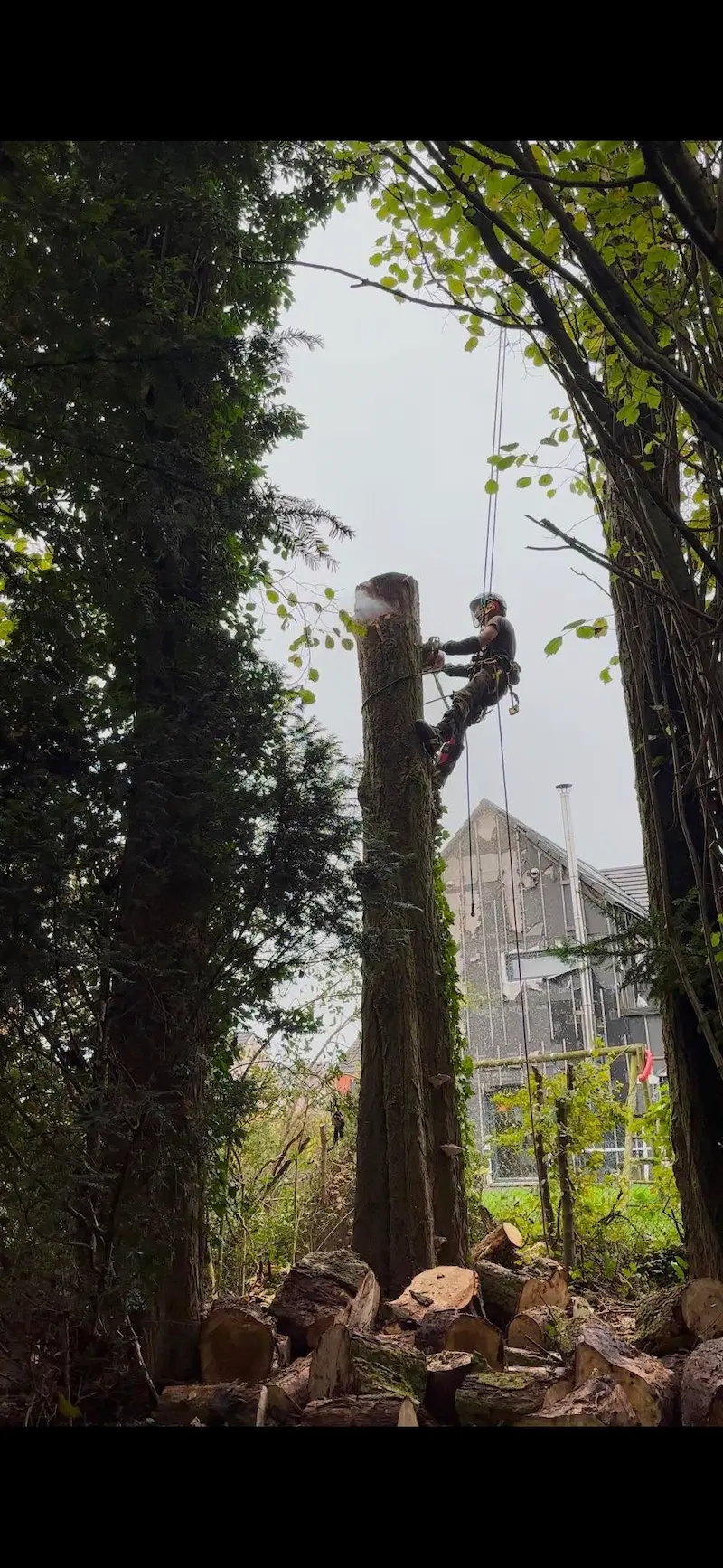 Grimpe arbre élagage